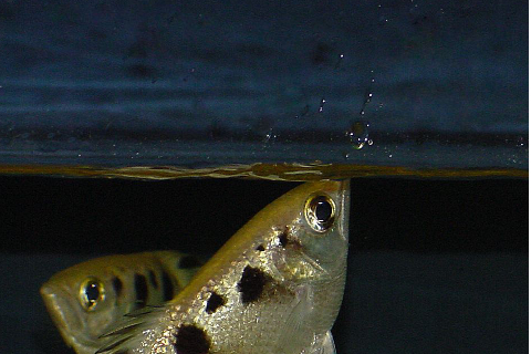 Schützenfische in Aktion an der Universität Bayreuth.